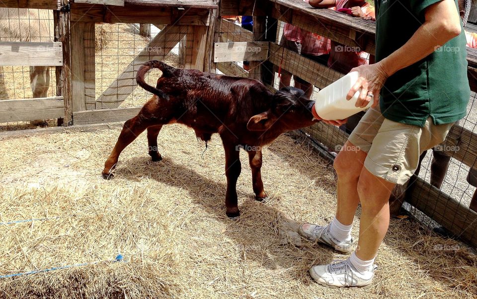 Hand feeding an orphan calf.