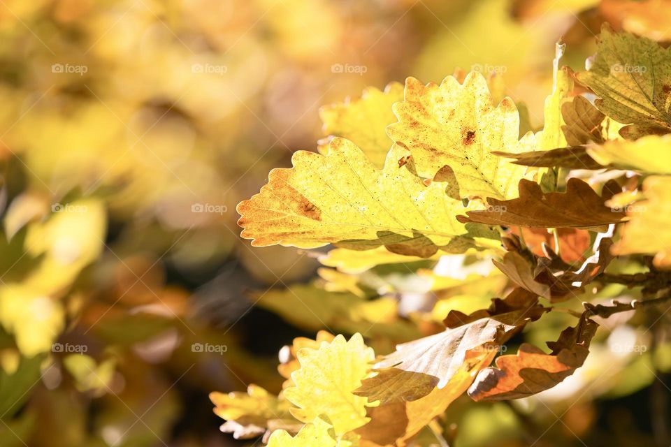 Sun is shining on beautiful yellow orange oak leaves in the forest at fall 