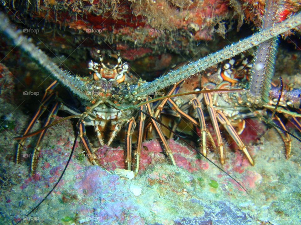 Lobster fest