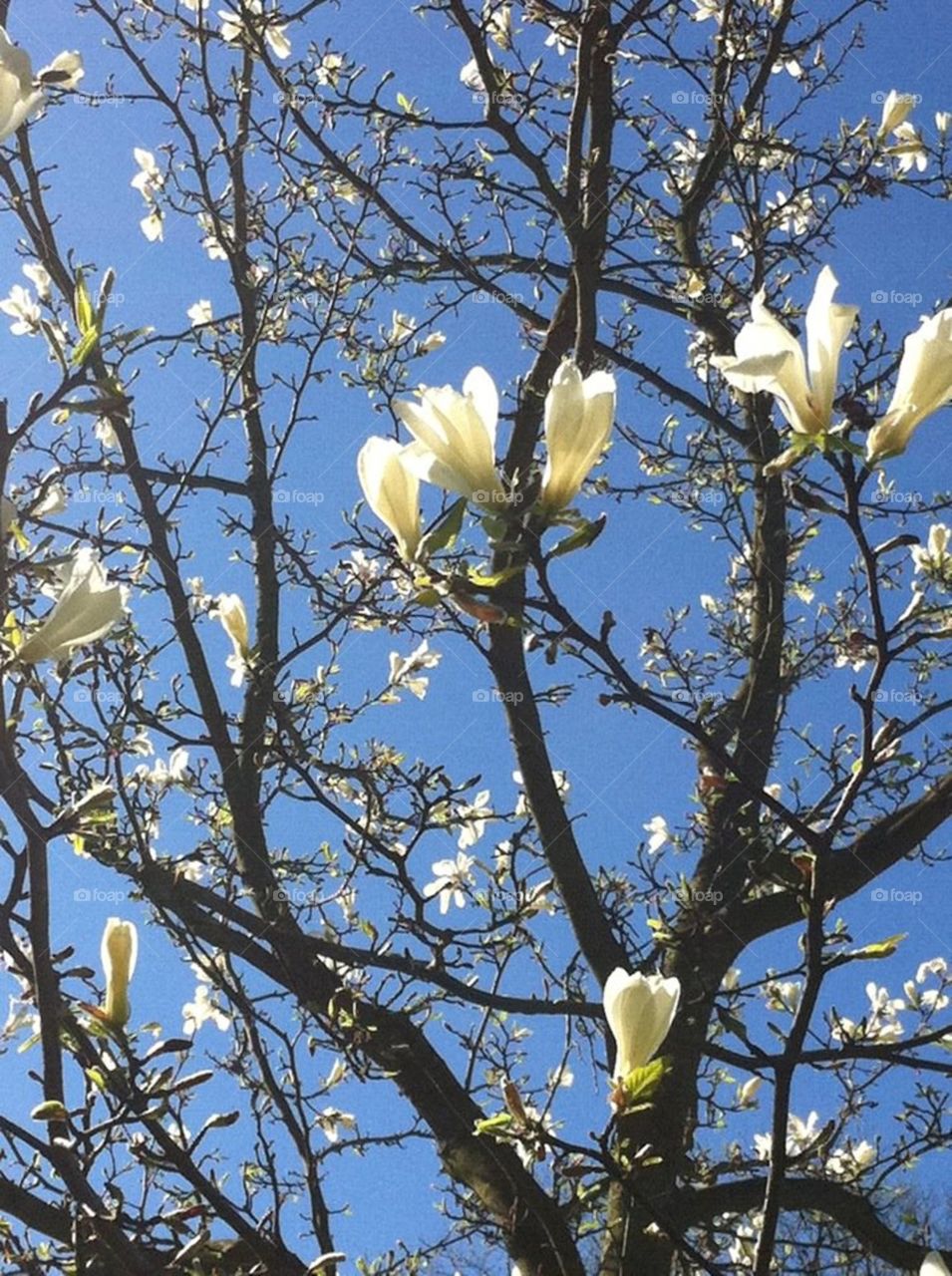 Magnolia - lady of nature . Elegancy