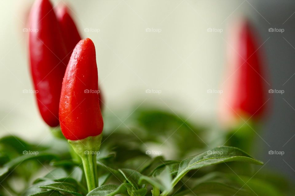 Red Pepper 