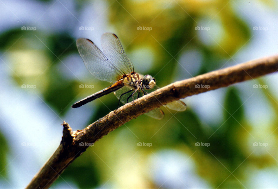 wings pose dragonfly by dslmac2