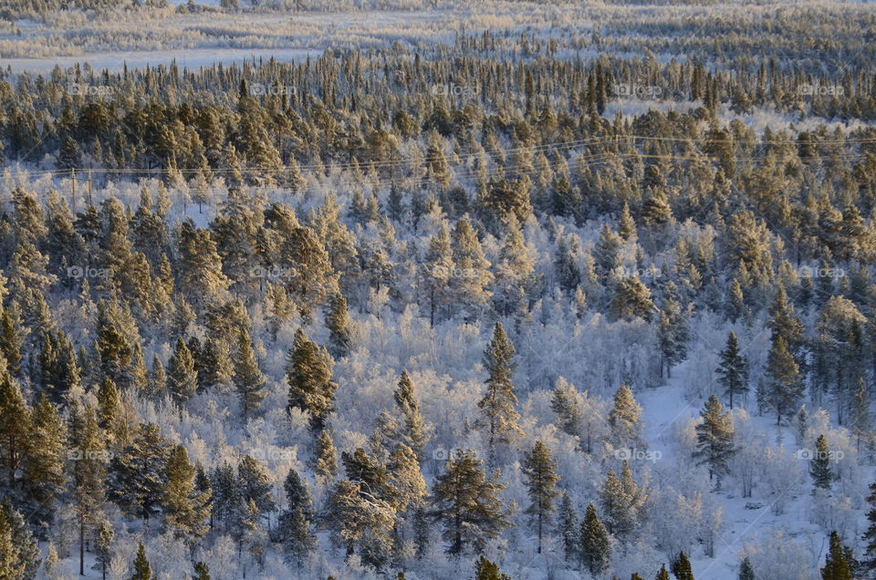 Trees in forest during winter