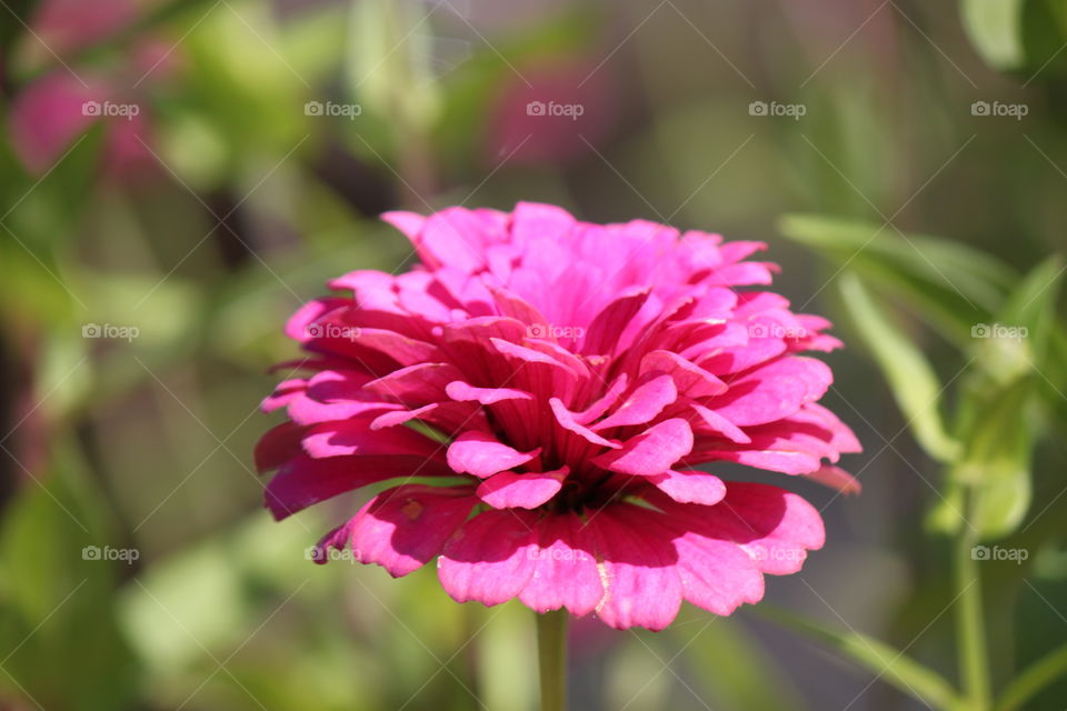 Pink Zinnia