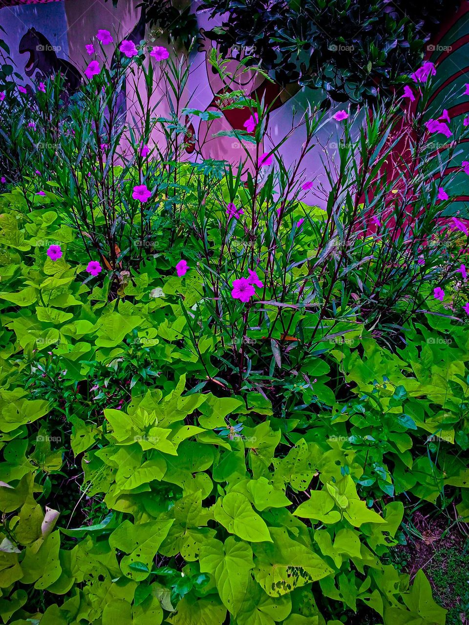 newly blooming flower in the pot garden