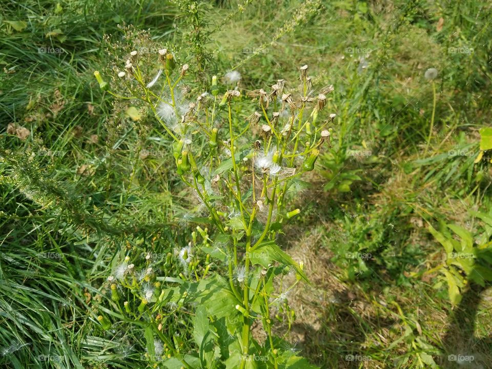 Nature, Flora, Summer, Leaf, Grass