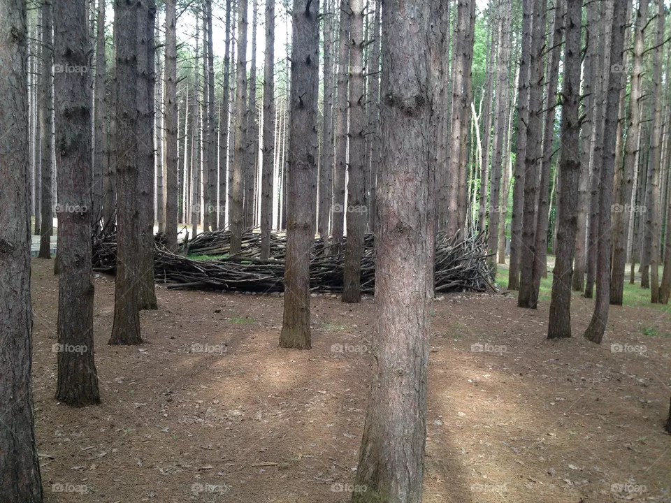Fort in a Forest