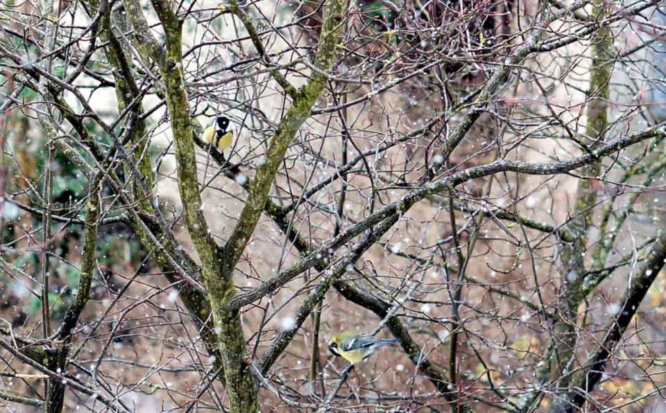 tit major kohlmeise parus by lexlebeur