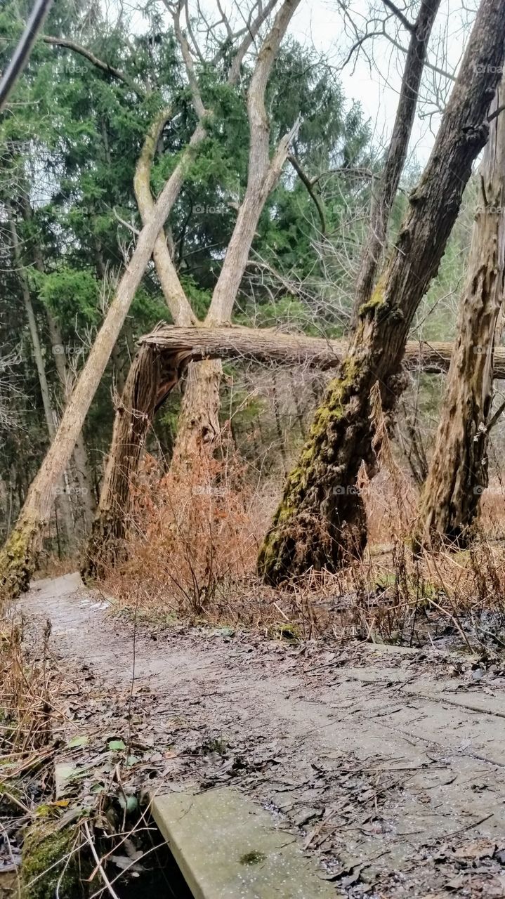 Fallen Forest
