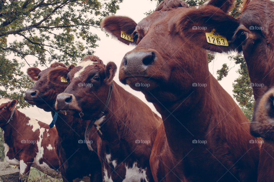 Cows