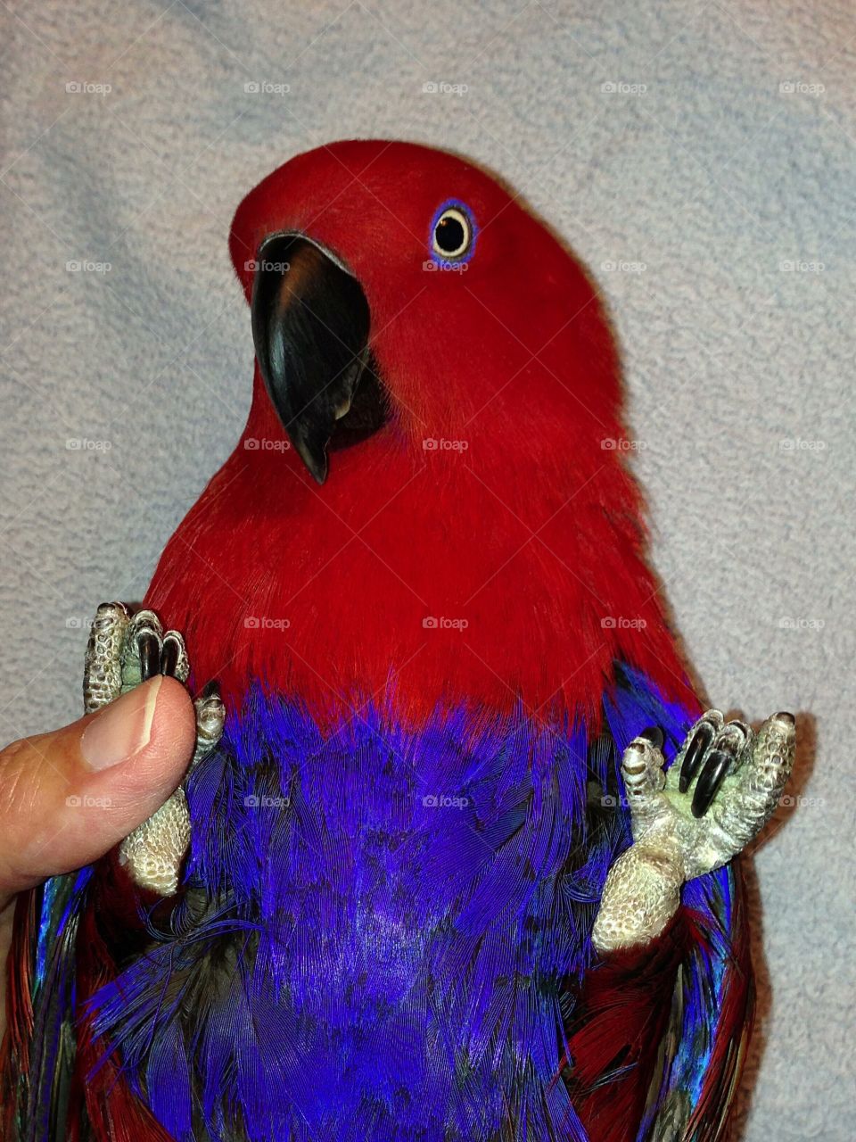 Beautiful red pet parrot displaying complete trust with its human family.