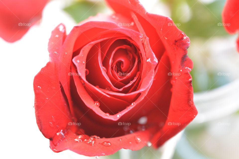 Red Rose With Water Drop