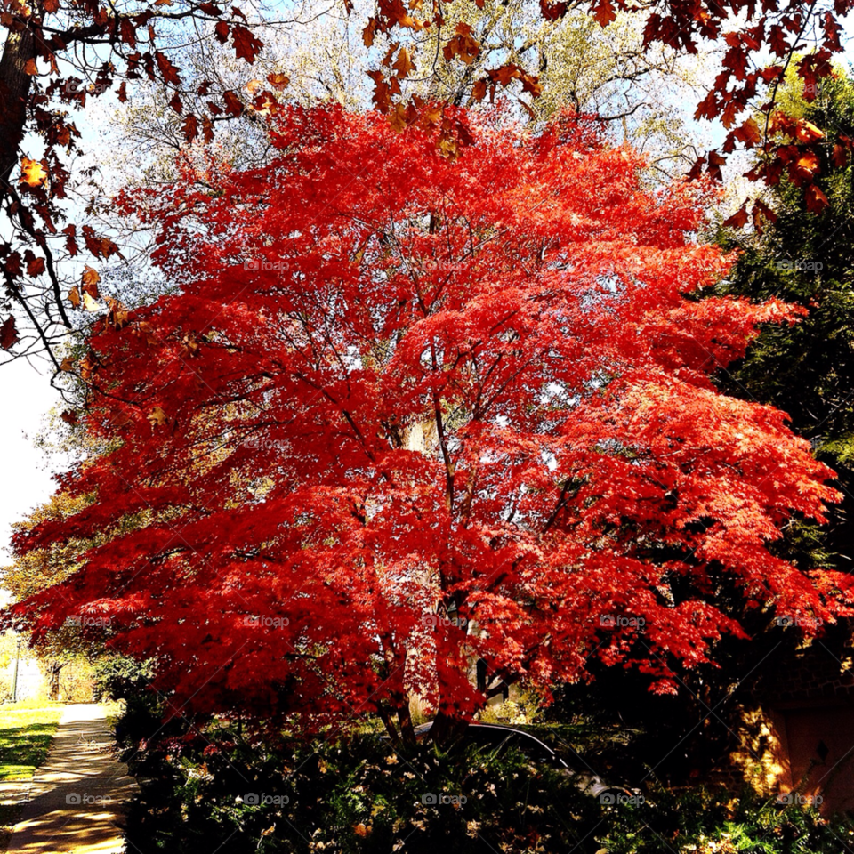 allentown pennsylvania nature trees autumn by cmtorres