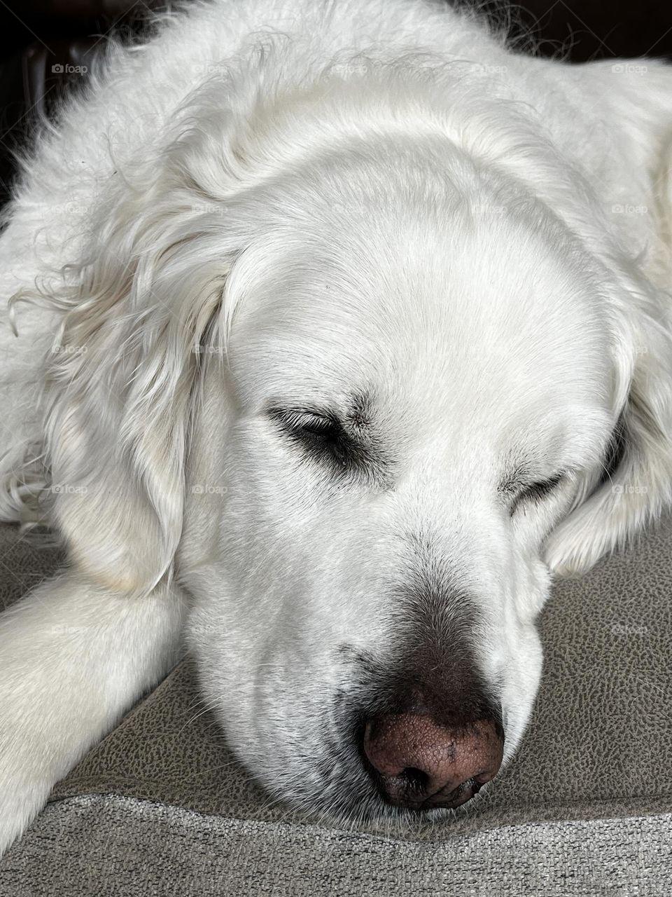 White Dog Sleepy Face