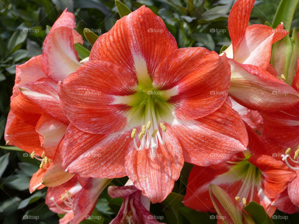 amaryllis flower