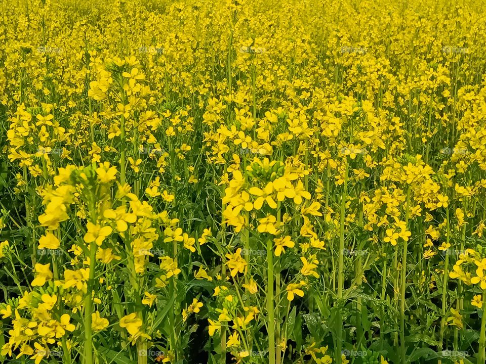 Autumn of mustard oil flowers awesome india