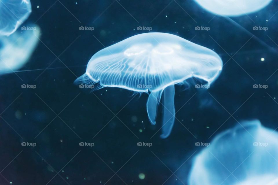 Jellyfish