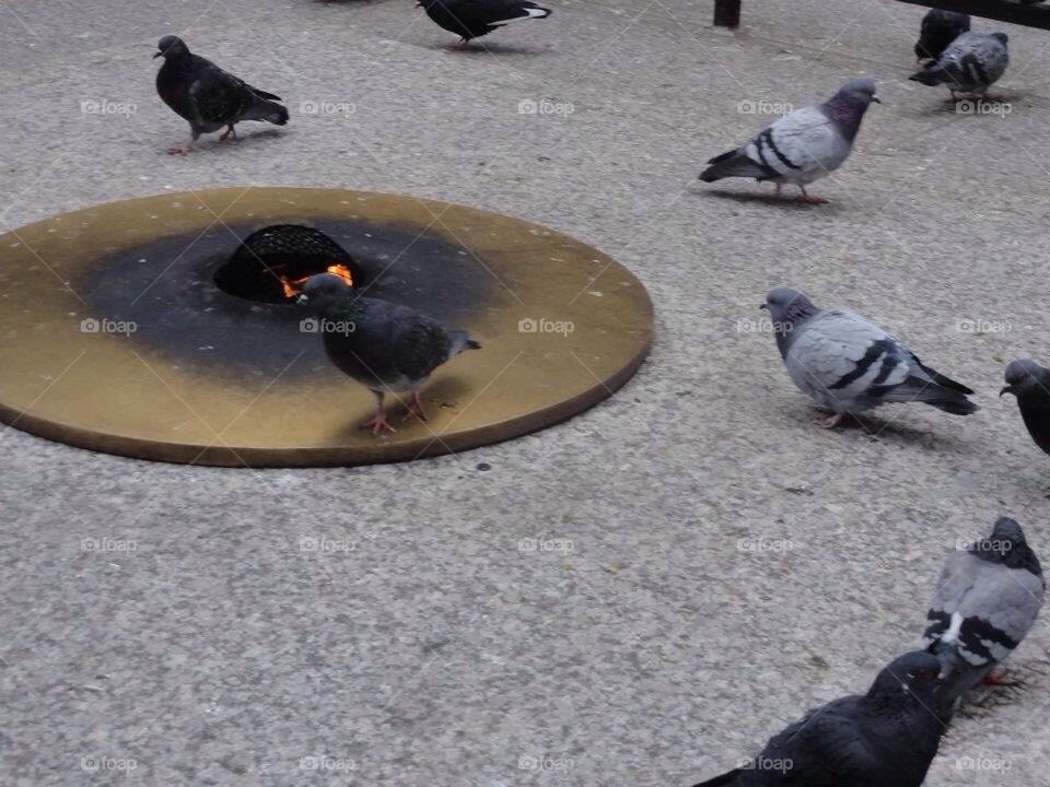 Chicago Pigeons Warming Selves in Winter