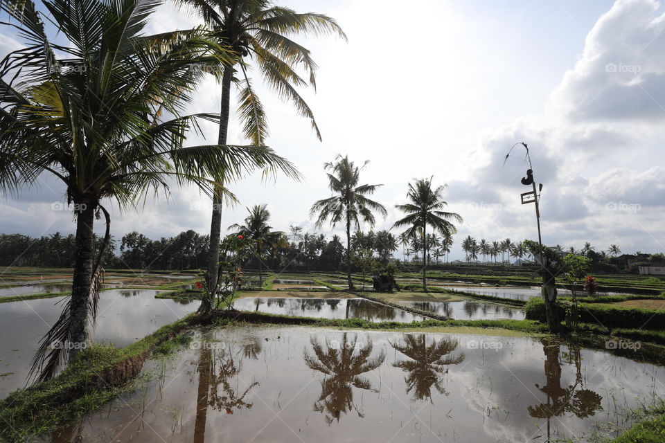 Rice fields in Bali, Indonesia