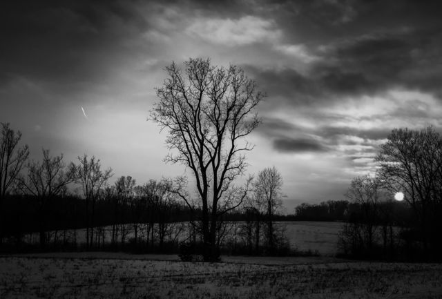 Tree2