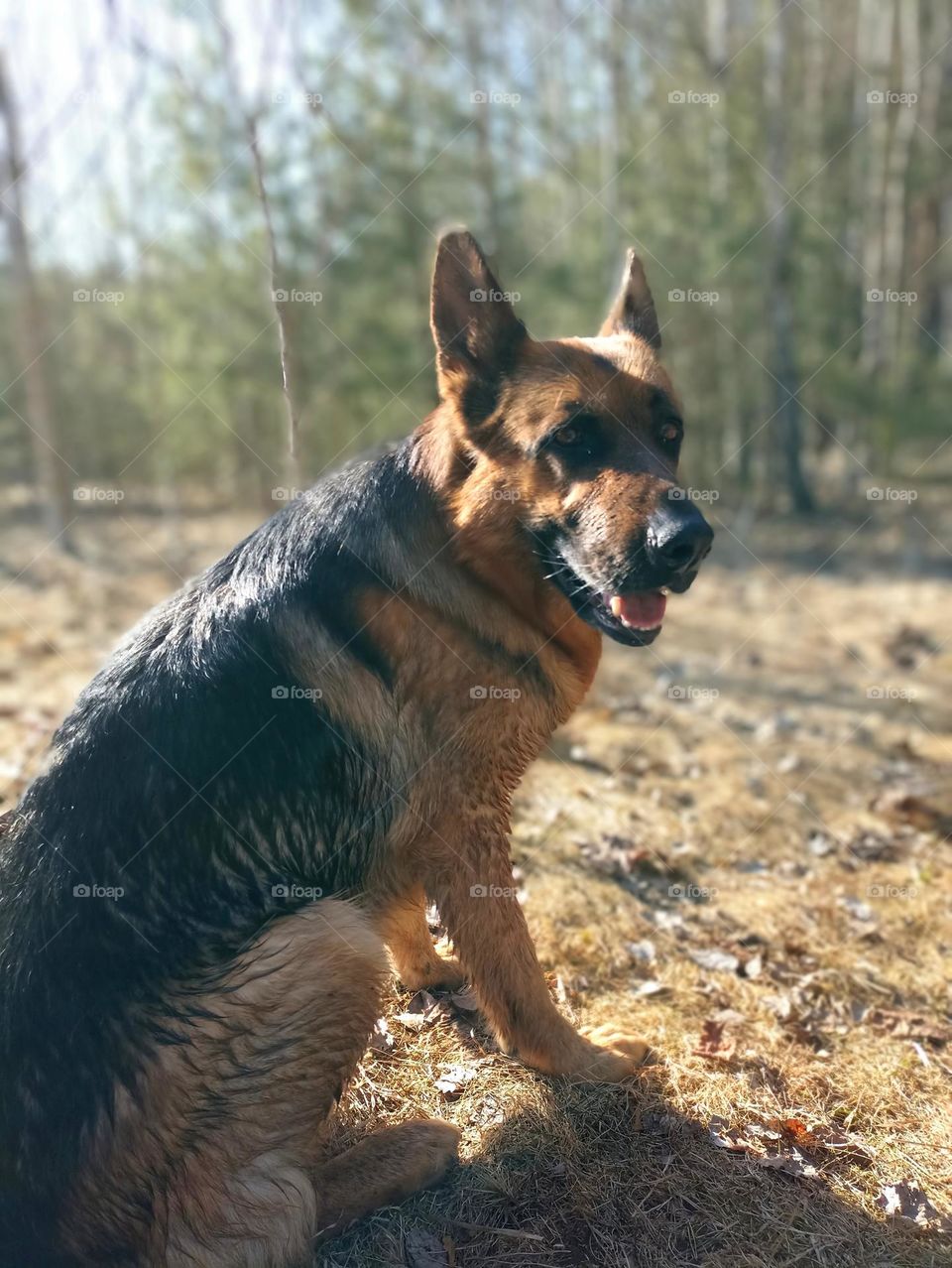 German shepherd dog beautiful portrait outdoor, mobile photography