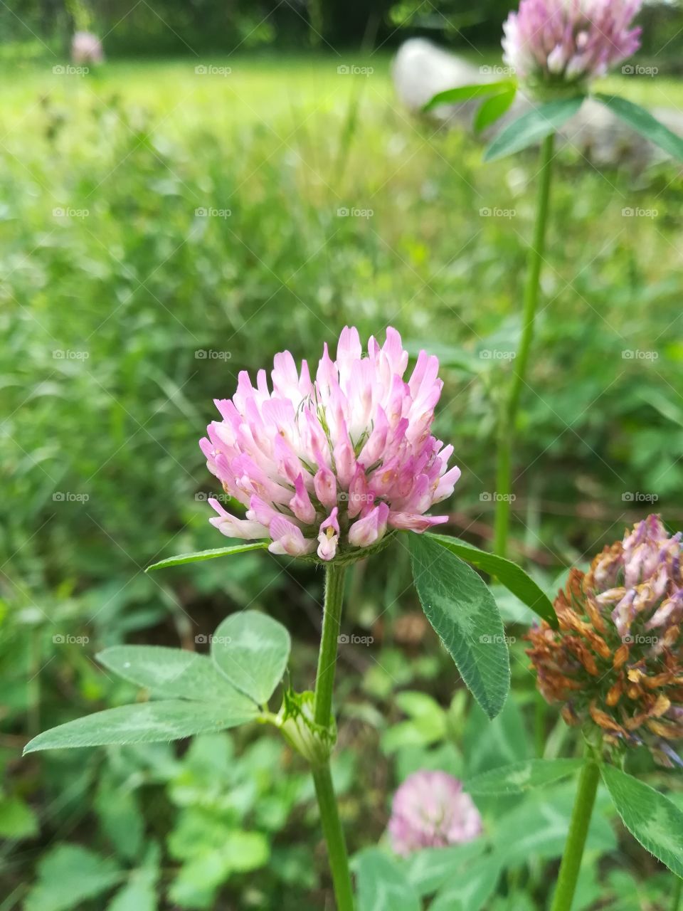 Clover