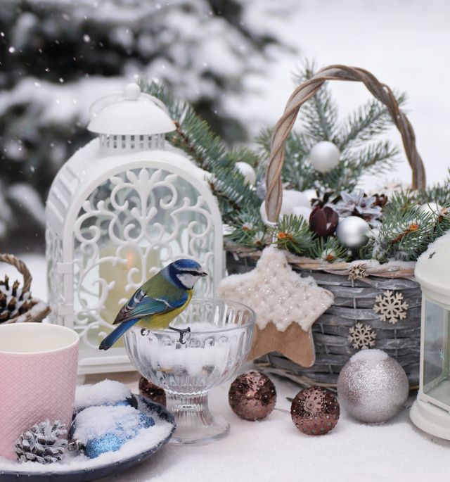 little blue tit bird in winter still life