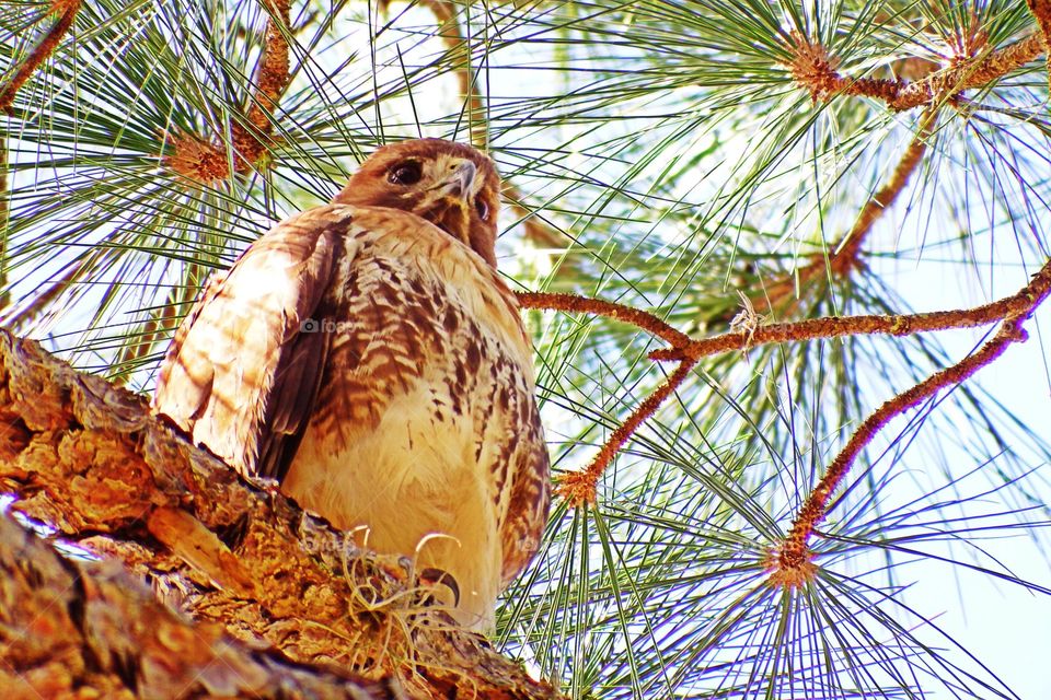 Low angle view of hawk