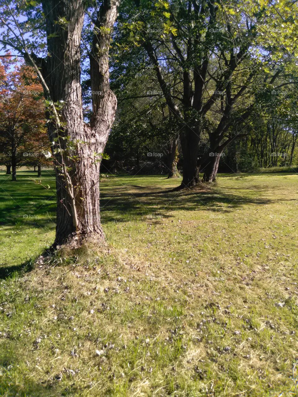 Nature, Landscape, Tree, Grass, Park