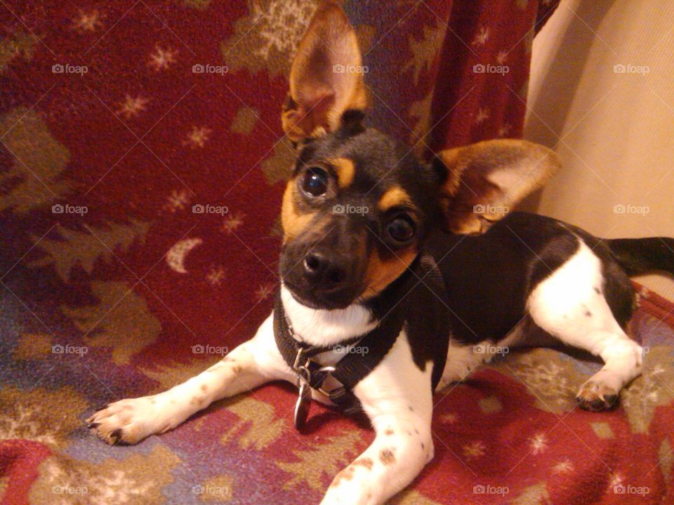 Bat Dog. This is my dog, chili.  She's a rat terrier and her ears are the best.