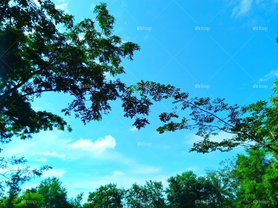 top,tree,sky