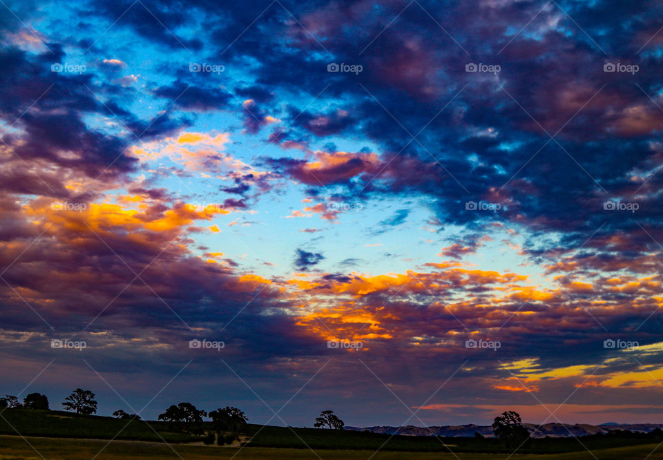 Vineyard sunset