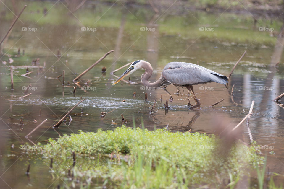 Bird, Wildlife, Water, Animal, Heron