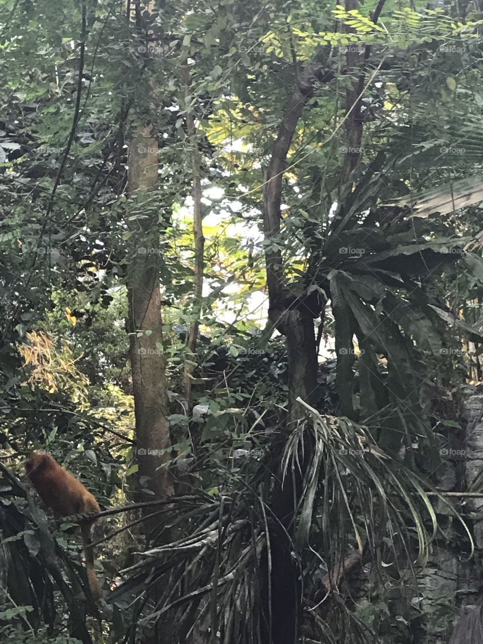 Monkey in the biodome 