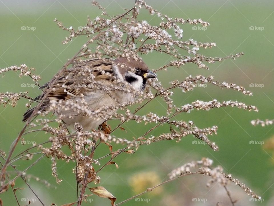 Sparrow in the grass