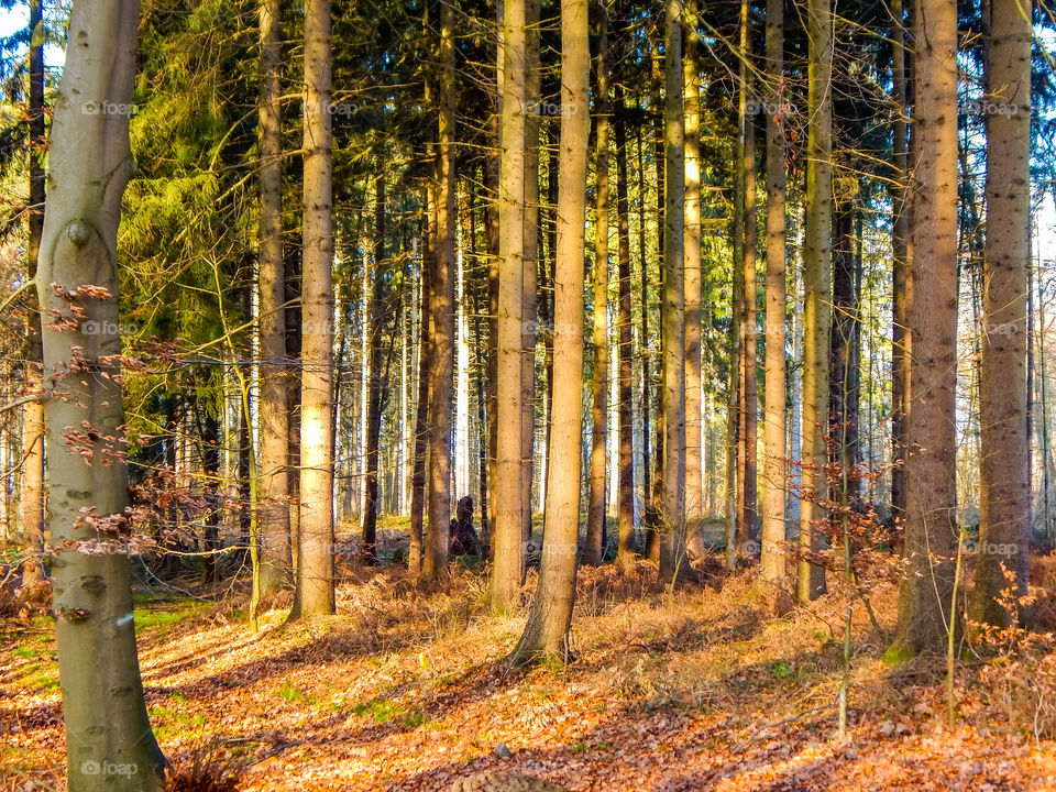 View in the forest in Talkau Schleswig-Holstein