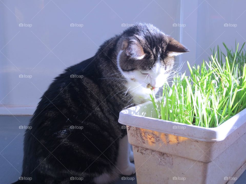 Cat eating grass 