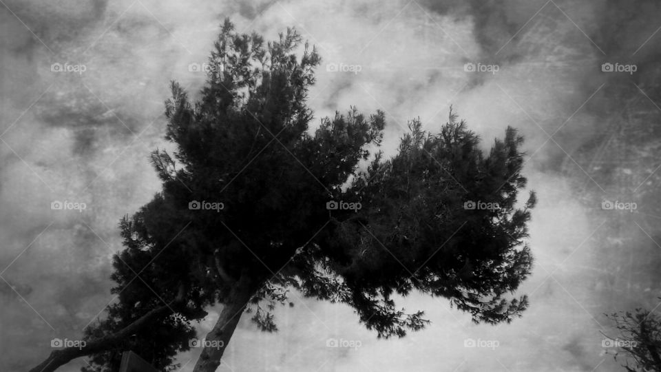 Tallest tree with vibrant interesting top
agains scenic cloudy mystery sky