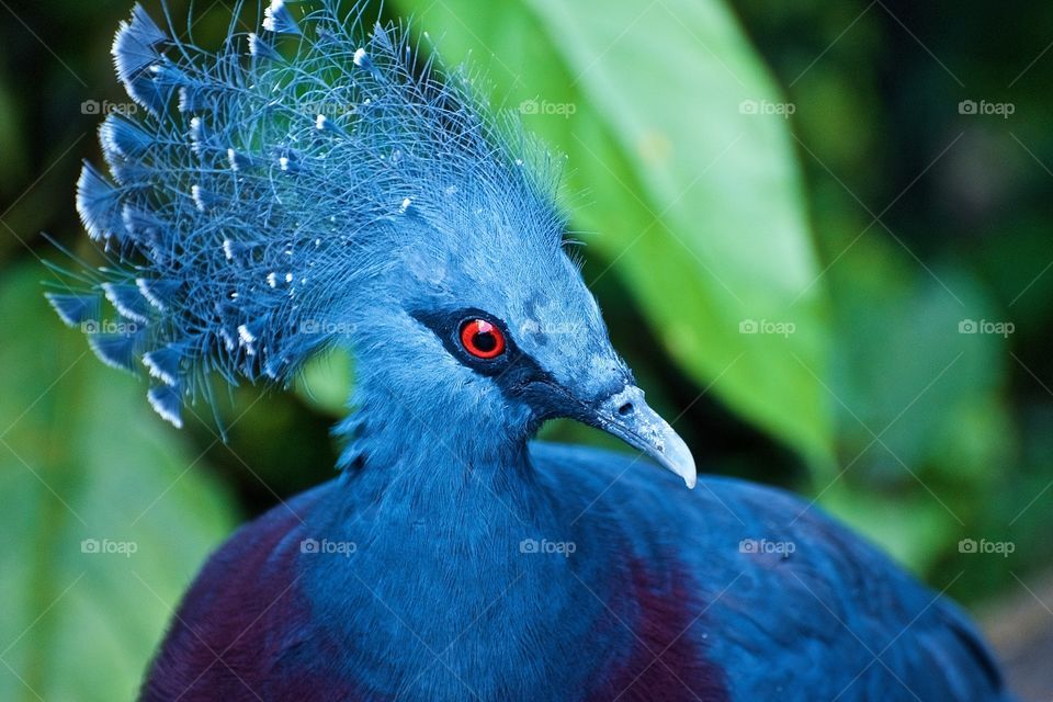 Close-up of victoria crowned pigeon