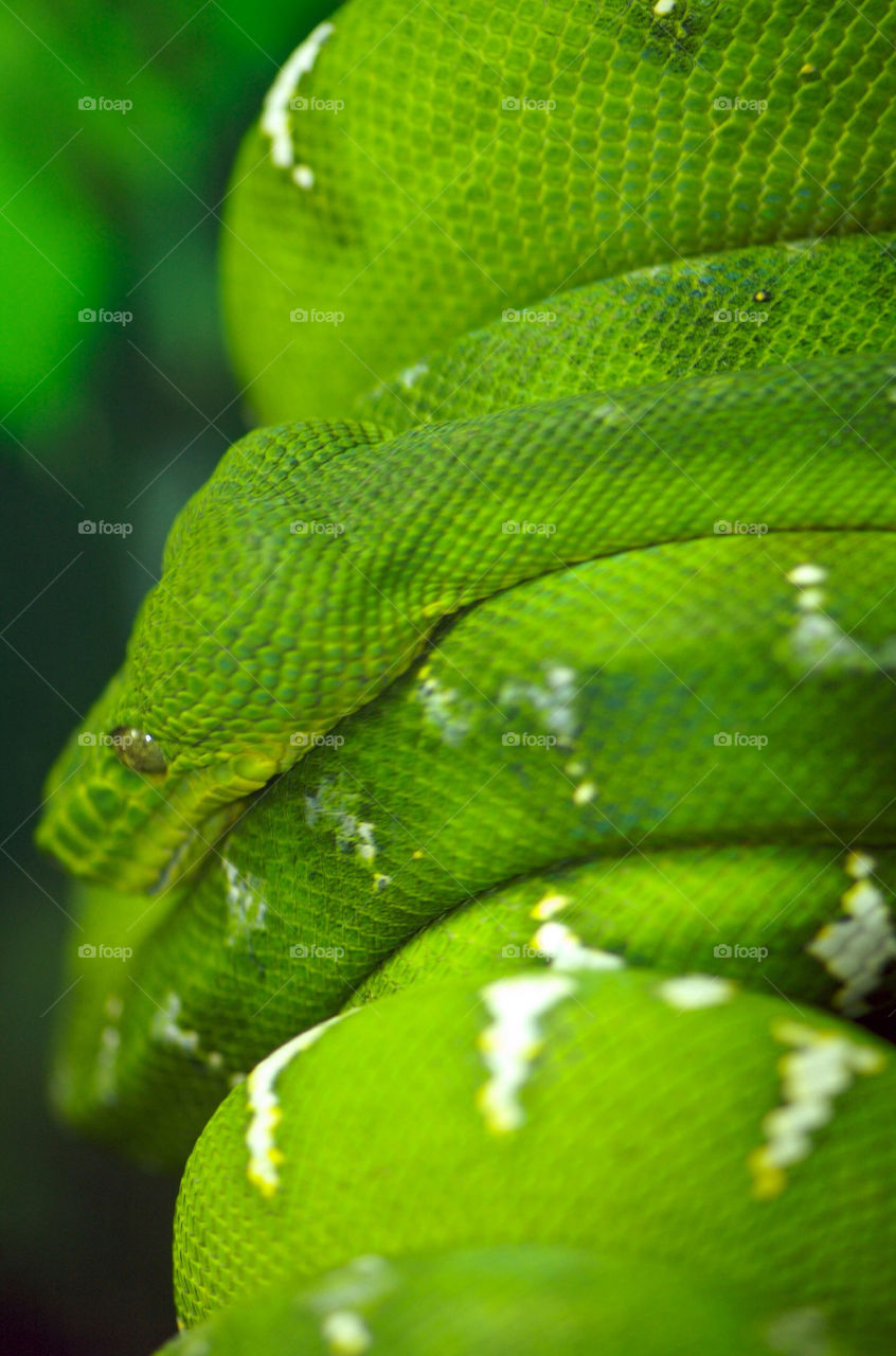 snake by photoplyr