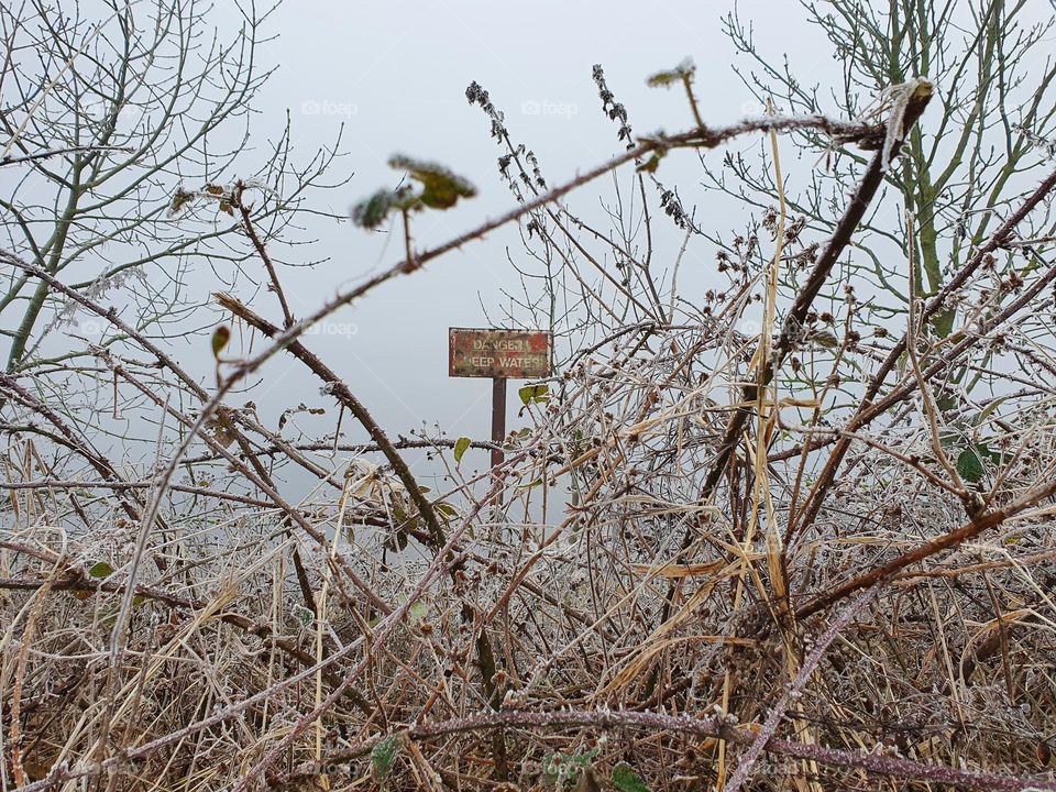 Frost on the branches