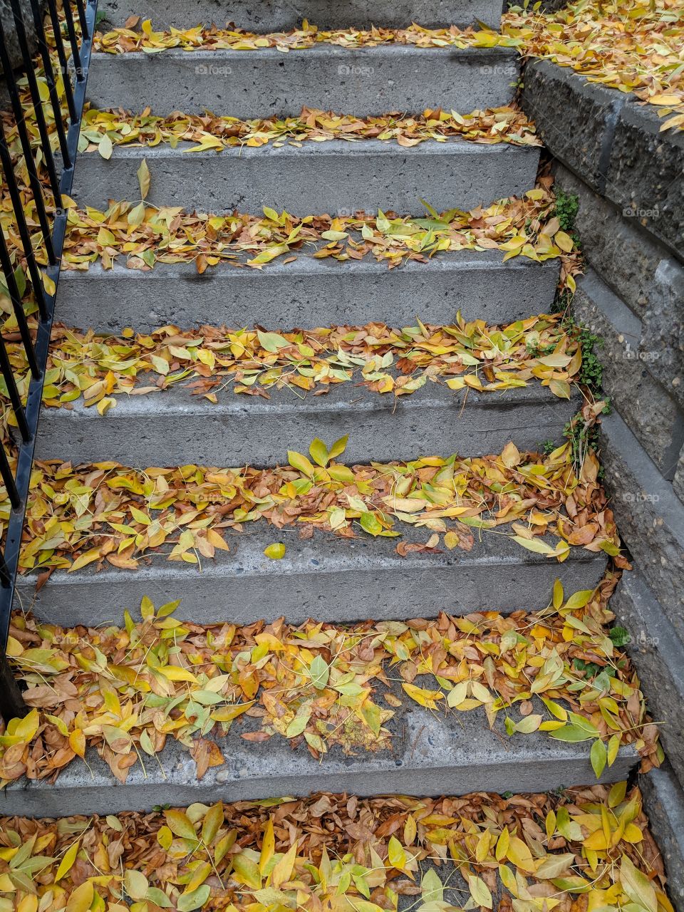 cement stairs with dead leaves