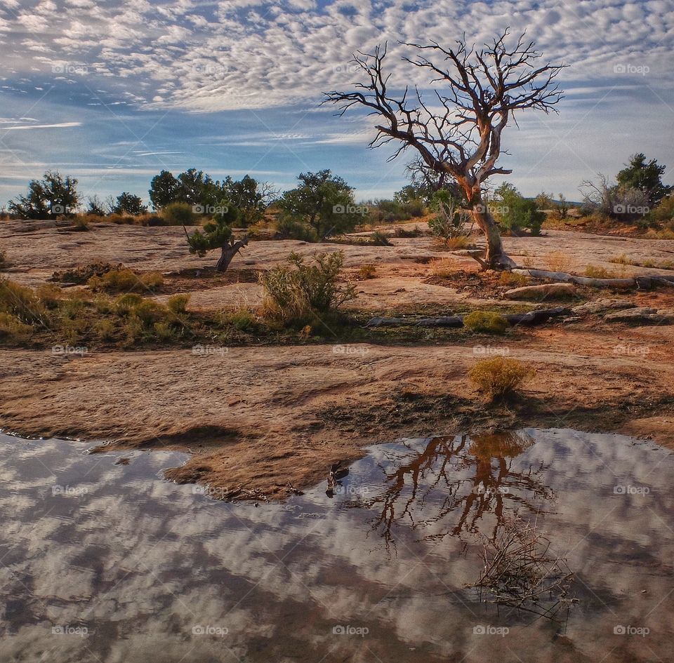 View of a dead tree