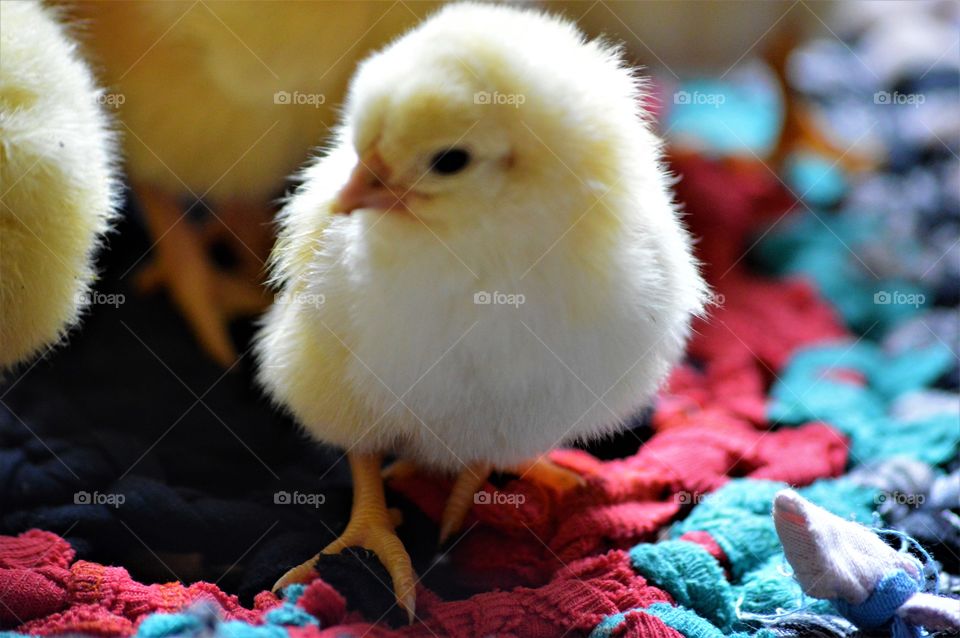 Cute baby chickens