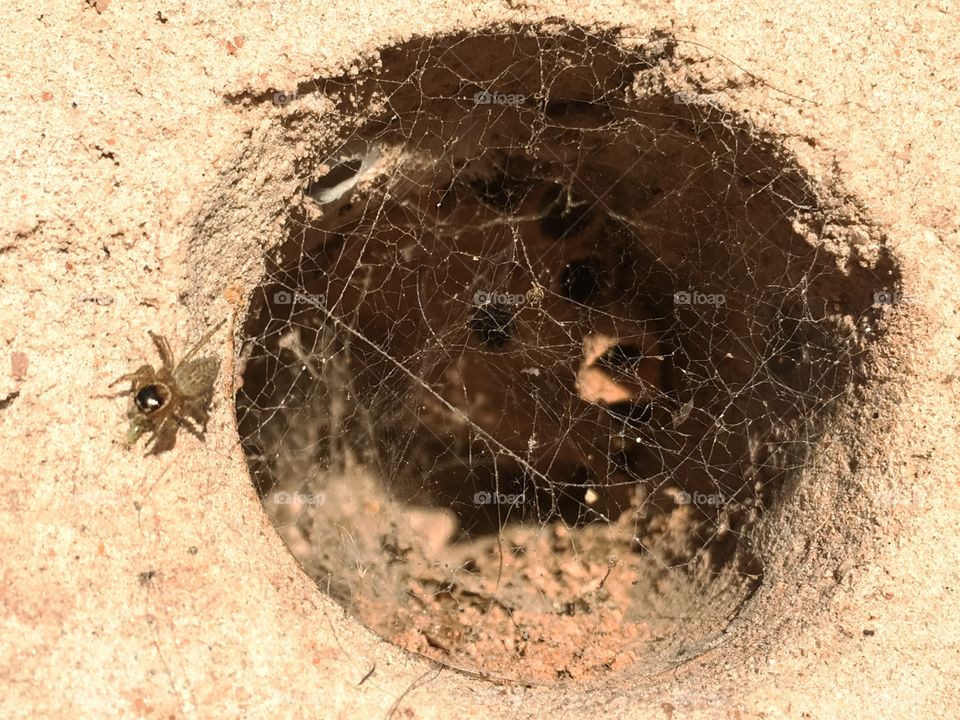 Small
Spider on wall beside hole in wall filled with spider eggs and cobwebs