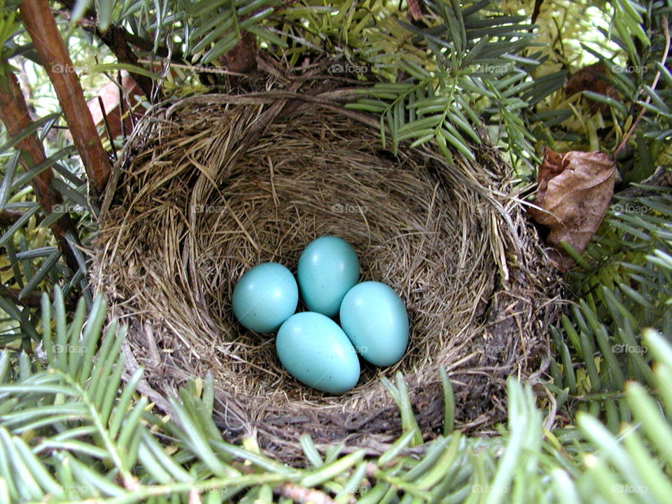 Robin’s Nest and Eggs