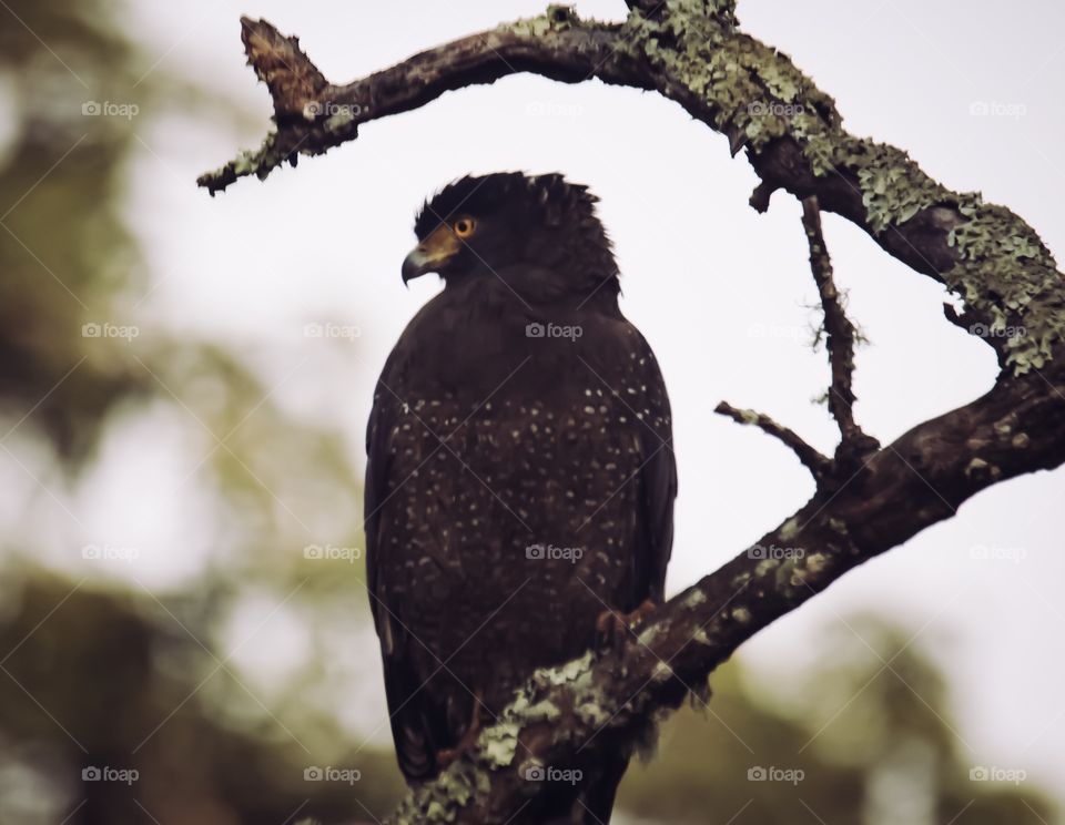 Indian spotted eagle - Bandipur national forest Karnataka INDIA 