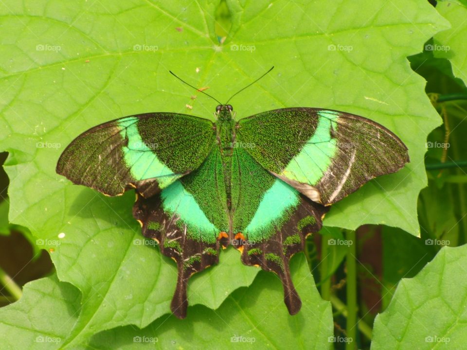 Green butterfly on leaf