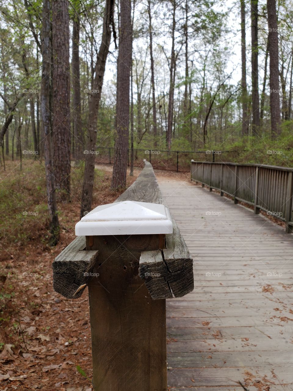 wood bridge trail