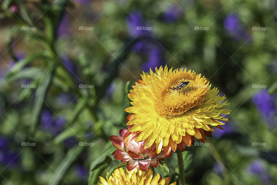 Insect on yellow flowers or Helichrysum bracteatum in garden.